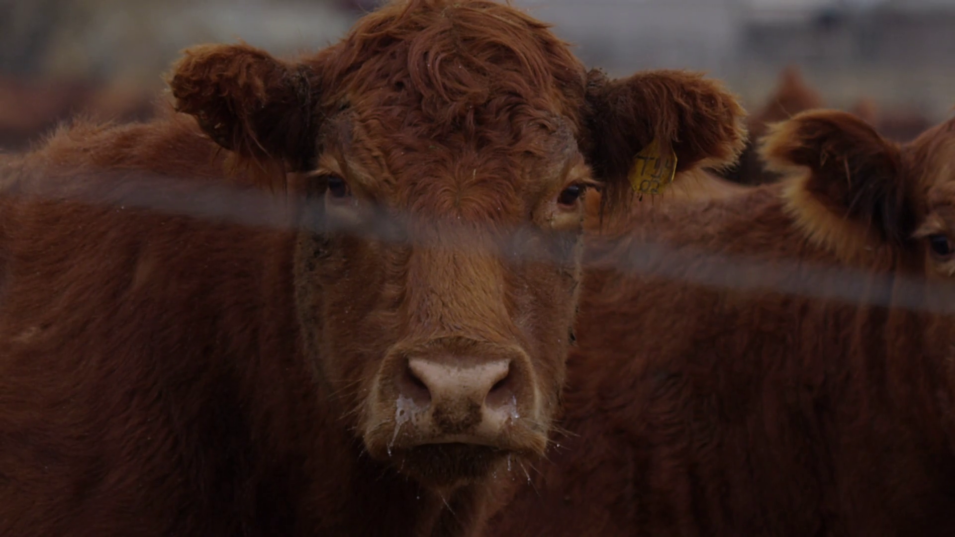 Contact Us | Premier Cattle Ranch | Rollins Ranches
