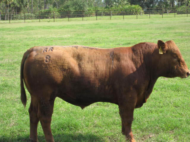 Red Angus Cattle at Rollins Ranches